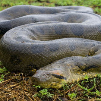 Green Anaconda Wallpaper
