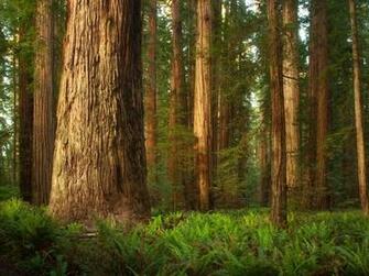 Redwood National And State Parks Rhetoric Civic Life