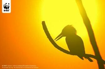Wwf Canon Photogallery
