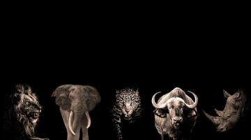 Survive The Big Five African Wild