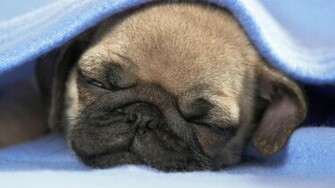 Pug Wallpaper