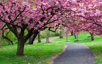 Park Sakura Spring In The Garden Wallpaper And Image
