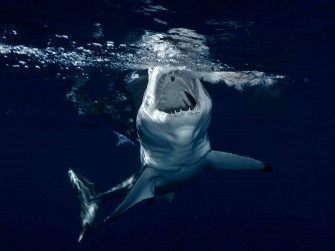 Shark Wallpaper