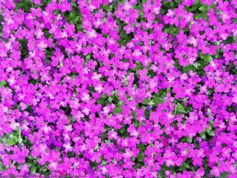 Small Purple Flowers Wallpaper Ref Rosewallpaper Info