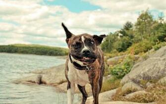 Funny Dog Wallpaper HD Net