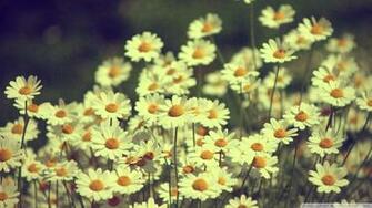 Want Daisies In My Hair Green Tea Hand And Love Heart