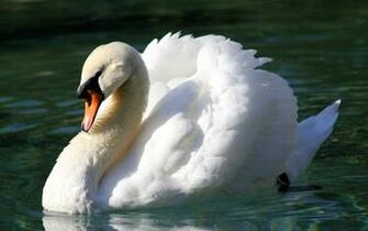 Mute Swan Computer Wallpaper Desktop Background Id