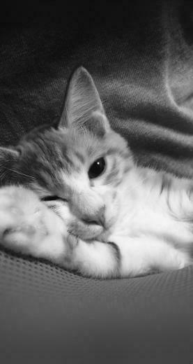 Cute Lazy Cat Animal Dark iPhone Se Wallpaper