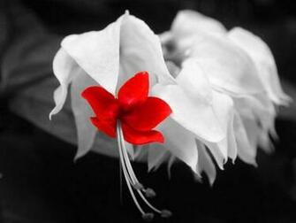 Exotic Flower Wallpaper