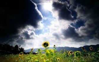 Sunflower Field Wallpaper