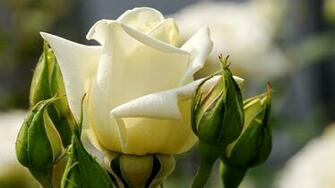 Beautiful White Roses Flower Macro Wallpaper D High