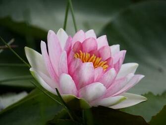 Water Lily Wallpaper