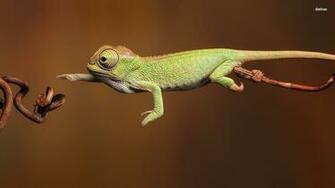 Chameleon Wallpaper HD Background HDesktops