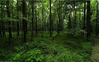 Mythical Woodland Creatures Wallpaper