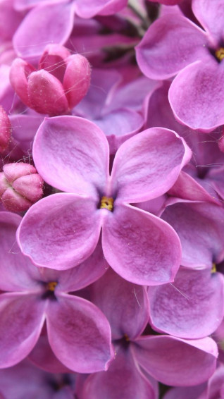 Painting Flowers