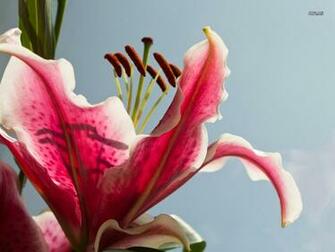 Stargazer Lily Wallpaper Flower