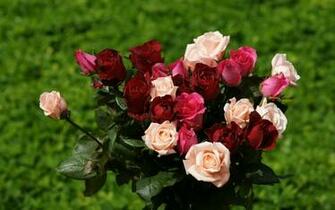 Widescreen Wallpaper Dark Red Pink And Soft Roses