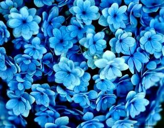 Dark Blue Flowers Wallpaper HD Photos Flo