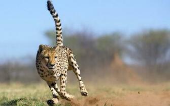 Cheetah Running Wallpaper Fast Attacking