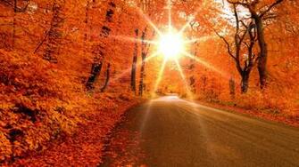 Fall Leaves HD Wallpaper