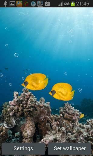 Barriera Corallina Sfondi App Per Android