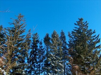Pine Trees In Winter Wallpaper