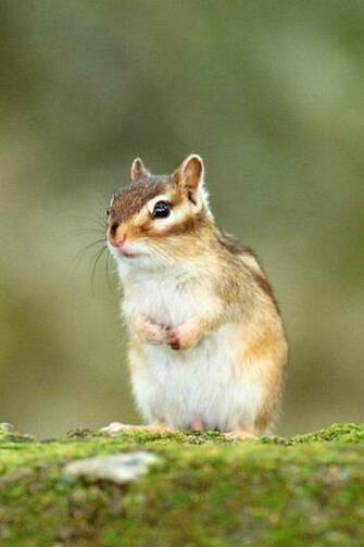 Cute Little Squirrel Animal Mobile Phone Wallpaper