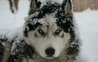 Dog Animal Picture Siberian Husky Puppies HD Wallpaper