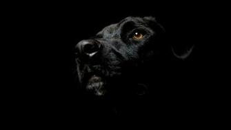 Black Wallpaper Wp Content Uploads Labrador Dog