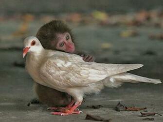 Wallpaper Best Cute Funny