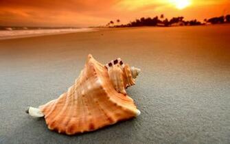 Shells In The Sunset Wallpaper Wide HD