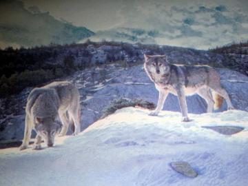 Willow Lake Timber Wolves Wolf Pack Lodge Wallpaper Border