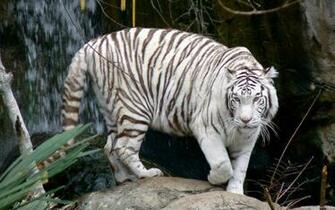 White Tiger Wallpaper 3d HD