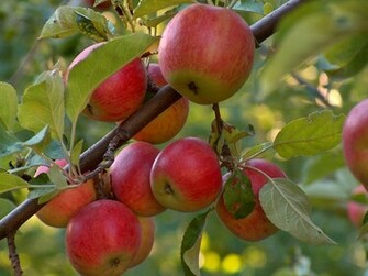 Apple Tree Dave Connolly
