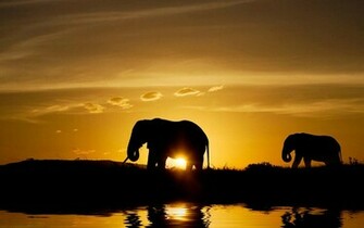 Elephant Wallpaper Category Of HD Elephants