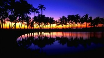 Wallpaper Tropical