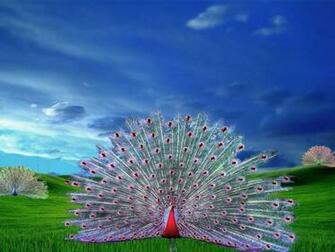 Collections Beautiful Bird Peacock