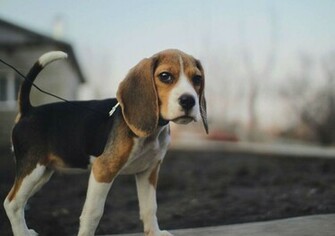 Beagle Wallpaper HD Desktopinhq Net