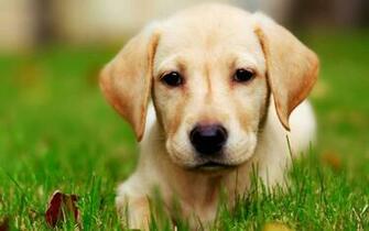 Labrador Retriever Wallpaper My Doggy Rocks