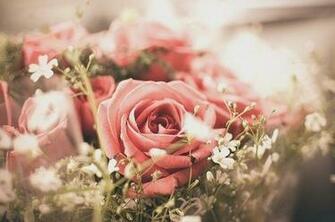 Flowers Photography Pink Roses Vintage Image On Favim