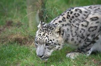 Big Cats Wallpaper