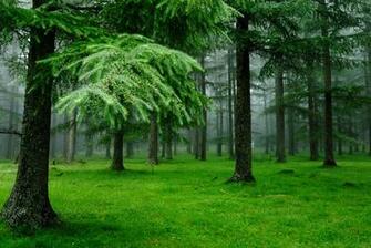 Spruce Trees Green Forest Wallpaper