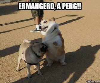 Funny Corgi Spots A Pug Jpg