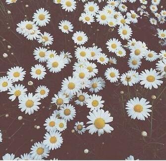 Daisy Flowers iPhone Wallpaper