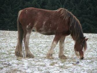 Clydesdale Wallpaper