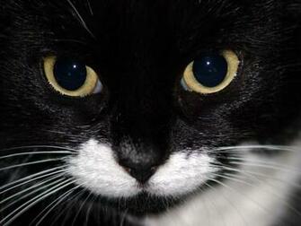 Calico Visage Wallpaper