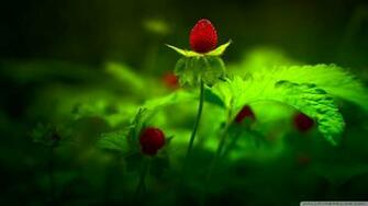 Wallpaper Red Forest Flowers 1080p HD Upload At February
