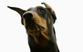 Doberman