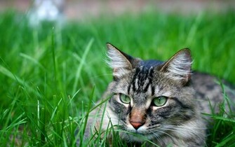 To Wild Cat Wallpaper Click On Full Size And Then Right