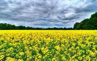 Animated Cell Phone Screensavers Nature Android Wallpaper
